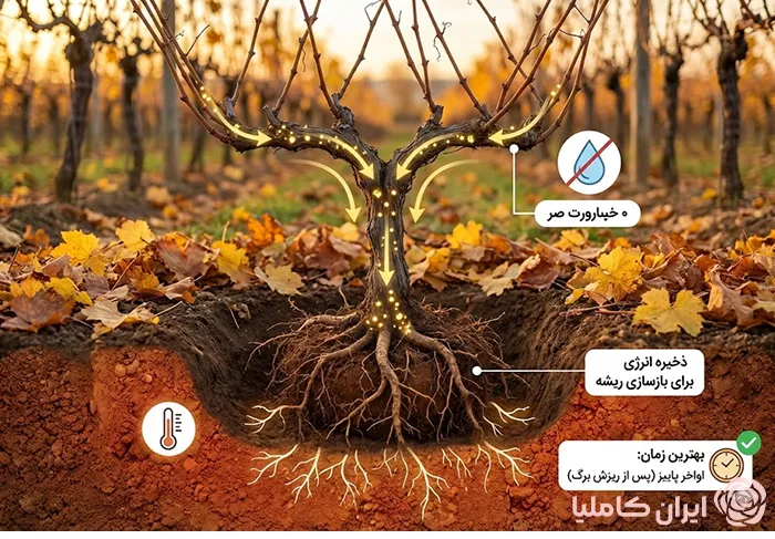 جابجایی درخت انگور در پاییز